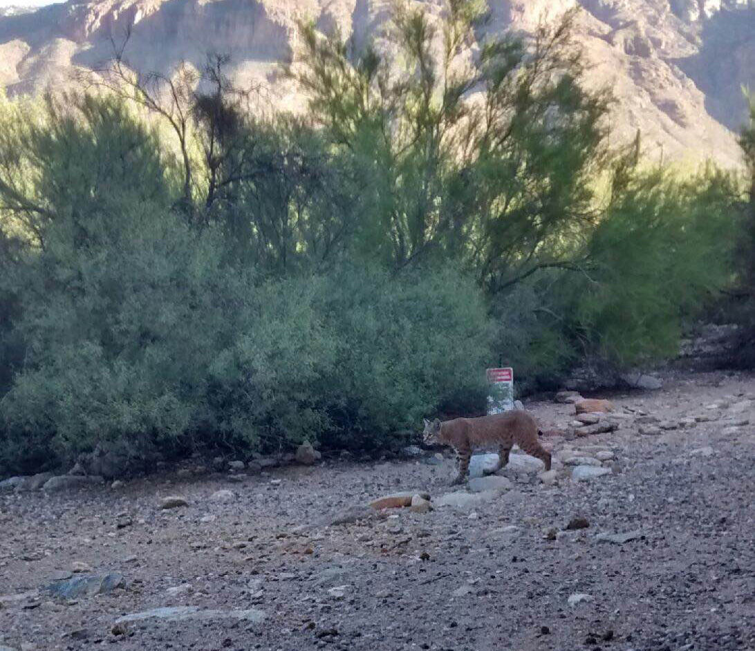 Backyard bobcats